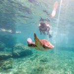 Woman snorkeling with the turtle. Underwater world